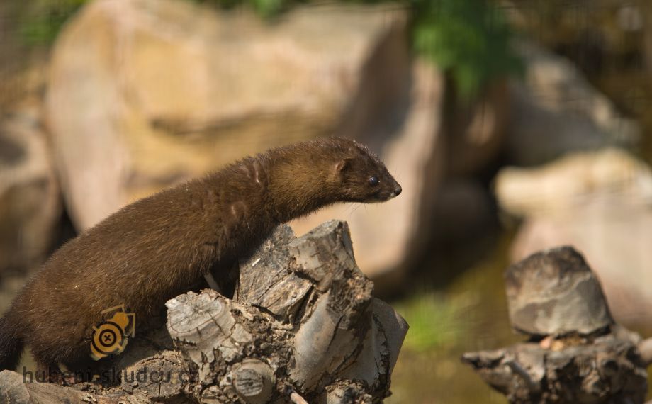Norek evropský European mink